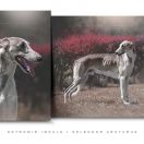 OSTROMIR IMPULS I SPLENDOR Arcturus