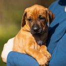 BULAWAYO DO LABASO Ginger Ridge