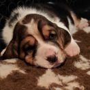 Danusia Kto Dogoni Psa