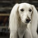 Ch. Del Sahin Fardos el Arab