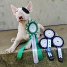 BALTONA Celebrities Base