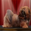 Blanche Cubanese VERSACE