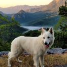 White Dream Team Xander 