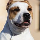 ♥ Teya Viva Victoria FROM SKYTOWN ♥