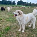 Jayla Lisey from Pyrlandia