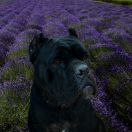 Holgerland ACTIVE LIFE FOR FICO FORTE 