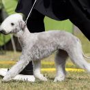 Galadriel The Border Land Lamb FCI