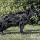 HAWANA BLACK z Zielonego Ursynowa Poland FCI