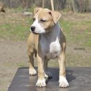 BELLA ROCKET BABE FCI 