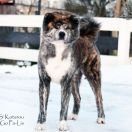 S' Kotarou Go Pa-lis