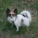 Shara z Sosnowego Kręgu (FCI)