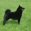 LEYU Black Fox for My Heart 