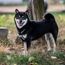 LADY IN BLACK Subarashii (FCI)