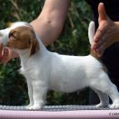 Z Ledulandu BALTIC PRINCE