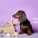 SHEDARIAN CARPE DIEM