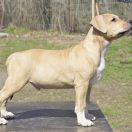 BRONSON ROCKET BABE FCI 