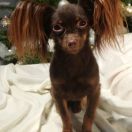 COCO z Bursztynowej Kolekcji (FCI)