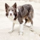 MASTER JEDI Border of Hell 