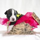 MAJESTY Zealous Heart