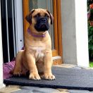 Casa de BM Rio OyoBull FCI 