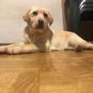 LOTKA Słońce Beskidu