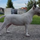 SECRET STAR FOR DREAM OF IRMA FROM RESABIL 