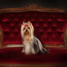 JCh. PERFECT PROMISE Larus