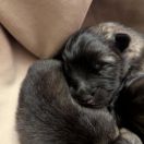 Mufasa Shaggy Fluff FCI