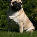 FLASH OF JOY LADY LUCK FOR SEQUEDILLE