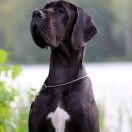 FANFARA Boni Mores FCI