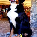 PERONA Kamień Milowy