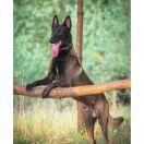 BIG KING Frontera Oriental FCI 