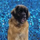 AMBER VITKENNEL ANANDA DEVI