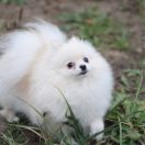 Straz s vostoka Trinity