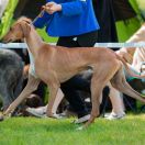 RHAROUS of Silverdale