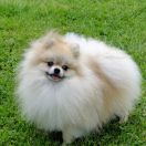 Here I Am Mirasol Polonia 