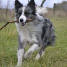 The Lion King Pallas Pastoral