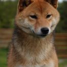 DOREMI KASHIKOI Subarashii