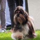 GABI Perla del Amor FCI