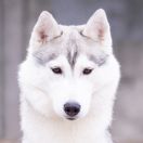 Cherry Pie Of Siberian Country