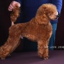 Toy Love Story HOSHIKO