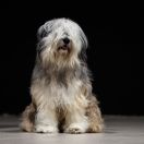 SILVER PRINCESS z Hordy Gabriela