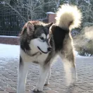 BESTI BLUE Lord of Alaska