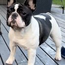 GIGIOLETTE Belle et la Bete