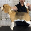 SELESTA'S DREAMS SHIMMER MY DARLING JOY