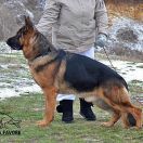 1VA (UA) Wadim vom Osterberger-Tal