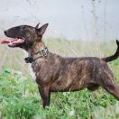 AWANGARDOWA ABSTRAKCJA Madra Cara