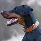 Aurora Valle di Rose - Doberman