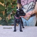 LUNA Potencjał (FCI)