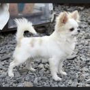 Exotic Line Mini Cooper